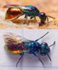 Pseudomalus auratus